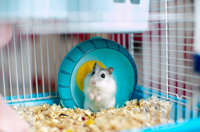 https://lilopet.id/wp-content/uploads/2026/06/hamster.jpeg